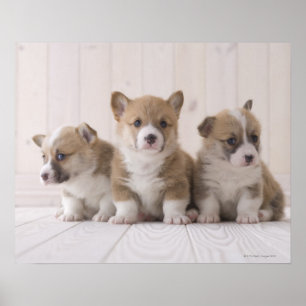 Póster Tres Corgi galés
