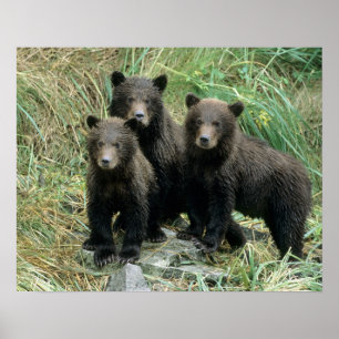 Póster Tres crías de oso grizzly o coys
