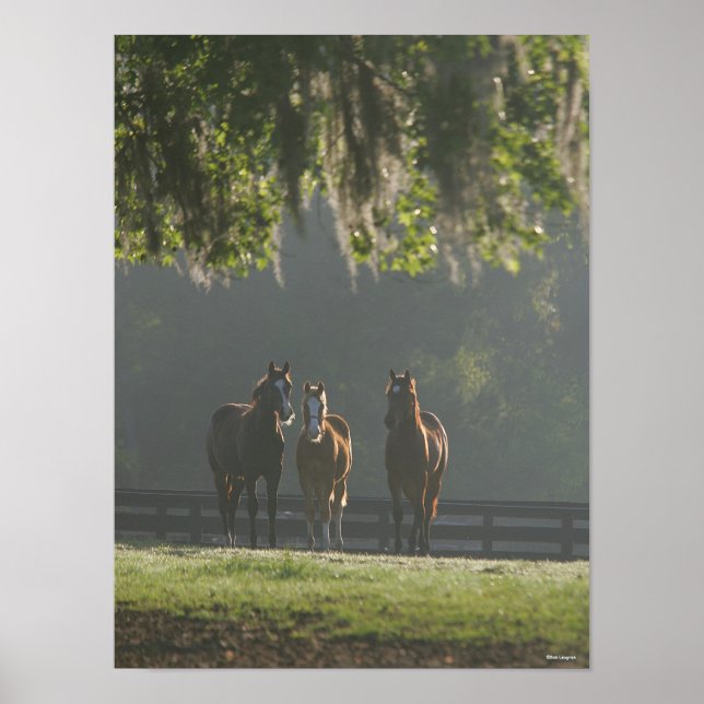 Póster Tres cuartos de caballos de pie en la niebla (Frente)