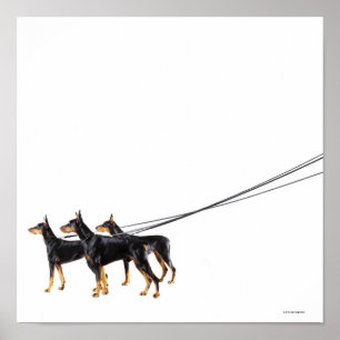Póster Tres Dobermans en el correo