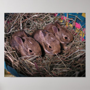 Póster Tres en fila