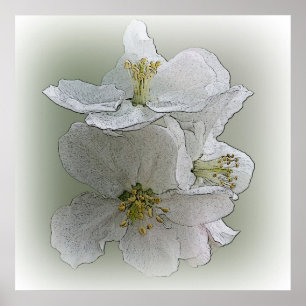 Póster tres flores blancas