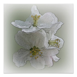 Póster tres flores blancas