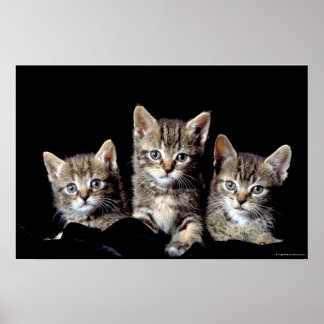 Póster Tres gatitos de Junglewalk.com