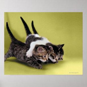 Póster Tres gatitos que se abrazan