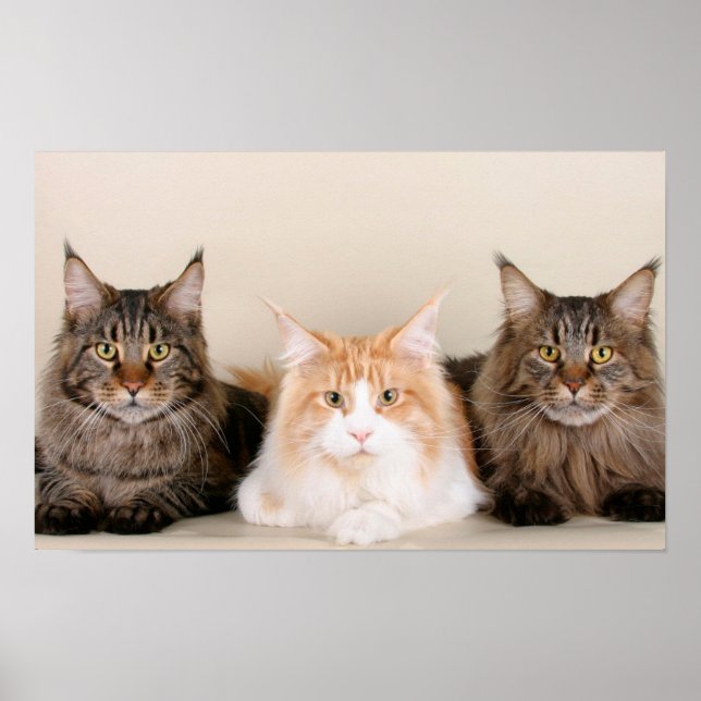 Póster Tres gatos de Maine Coon (Frente)