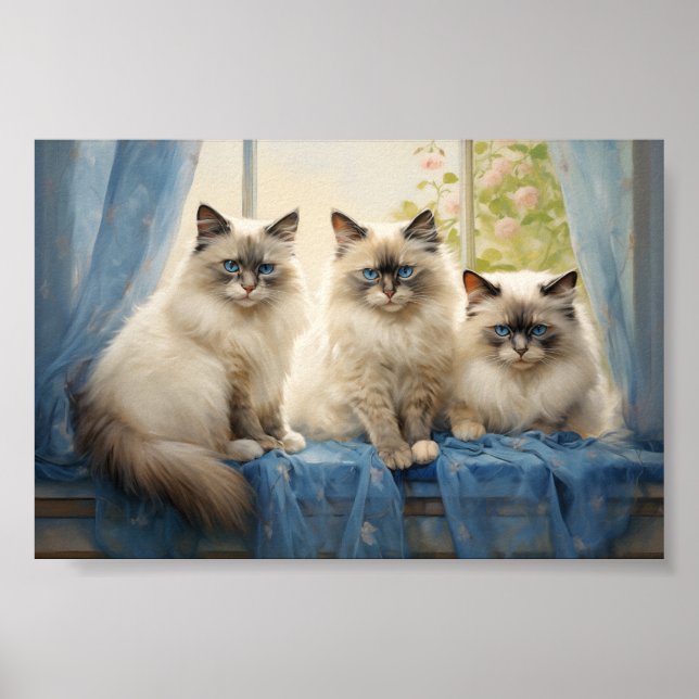 Póster Tres gatos de Ragdoll (Frente)