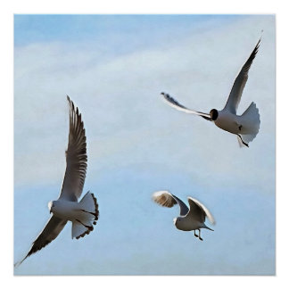 Póster Tres Gaviotas De Cabeza Negra Del Arte Del Bósforo
