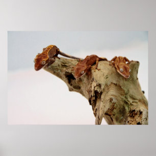 Póster Tres Geckos con cresta