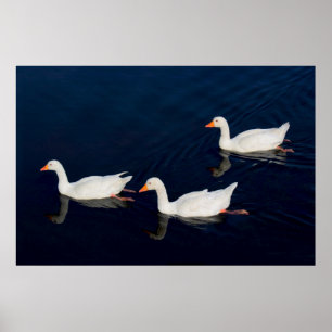 Póster Tres Geese Emden