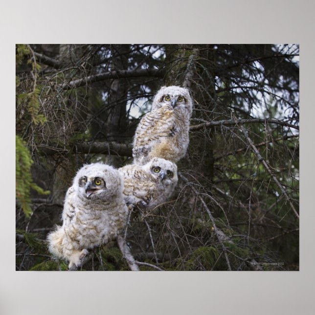 Póster Tres grandes chicas de búho (Bubo Virginianus) (Frente)