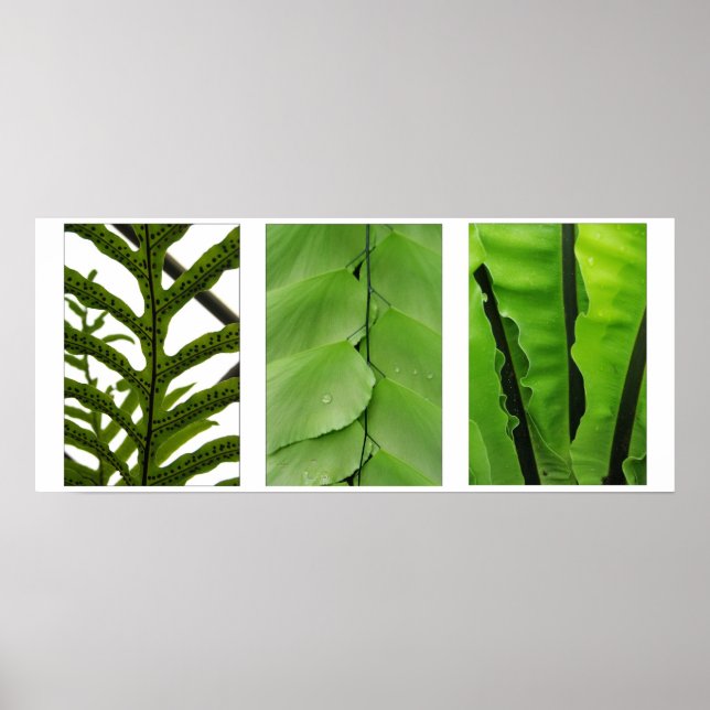 Póster Tres helechos (Frente)