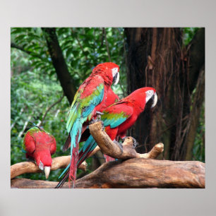 Póster Tres hermosos loros rojo, verde y azul