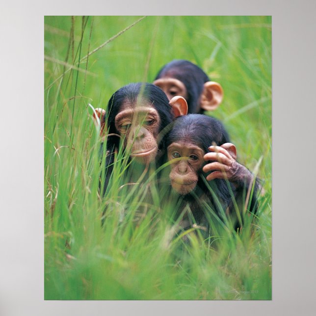 Póster Tres jóvenes chimpancés (troglocitos) en (Frente)