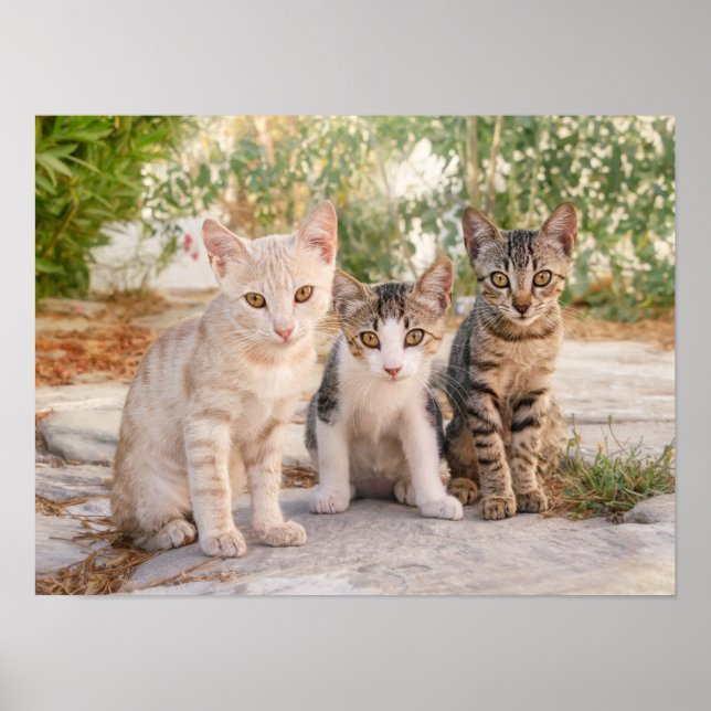 Póster Tres jovenes gatitos se sientan amigables juntos (Frente)