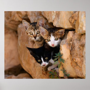 Póster Tres lindos gatitos curiosos