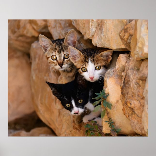 Póster Tres lindos gatitos curiosos (Frente)