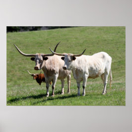 Póster Tres Longhorns de Texas
