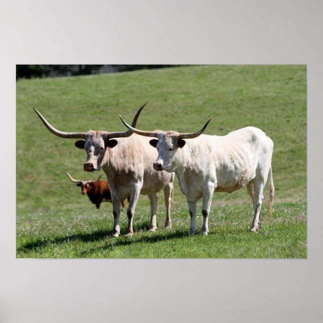 Póster Tres Longhorns de Texas (Frente)