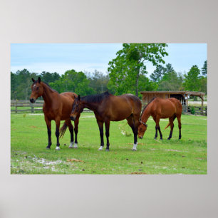 Póster Tres majestuosos caballos