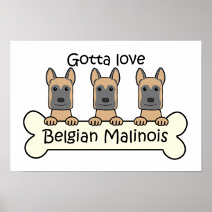 Póster Tres malinois belgas