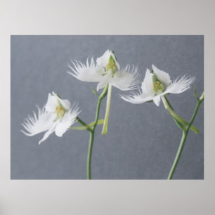 Póster Tres orquídeas blancas del Egret