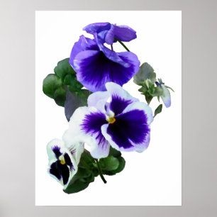 Póster Tres pansitas moradas en fila