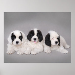 Póster Tres perritos de Landseer