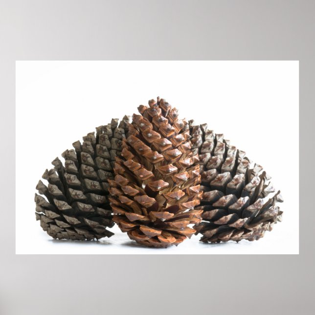 Póster Tres pinecones (Frente)