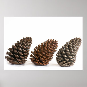 Póster Tres pinecones