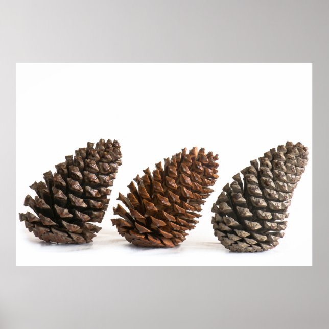 Póster Tres pinecones (Frente)