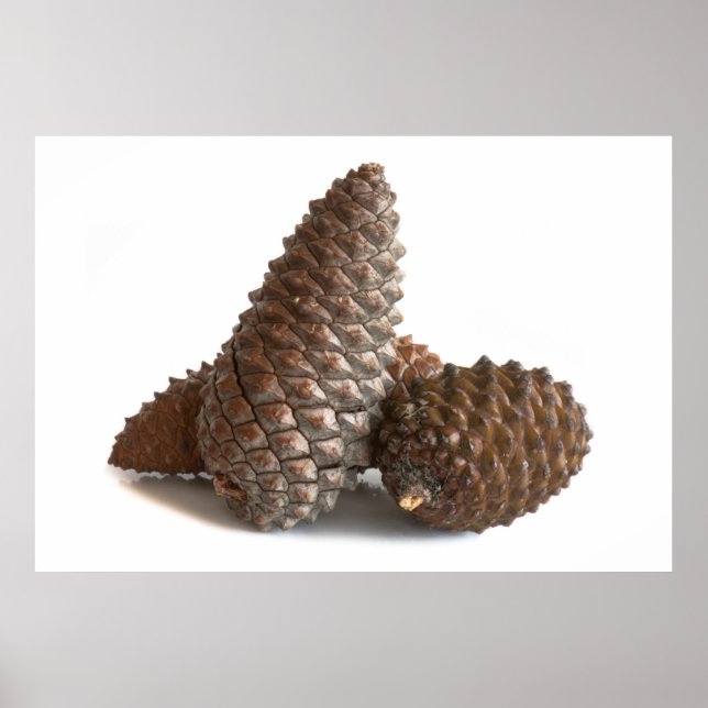 Póster Tres pinecones (Frente)