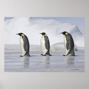Póster Tres pingüinos de emperador, isla de la colina de