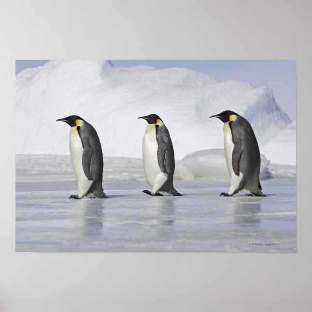 Póster Tres pingüinos emperadores, Isla de la Colina de l (Frente)