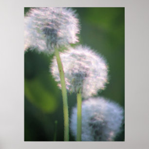 Póster Tres pinturas de flores de Dandelion