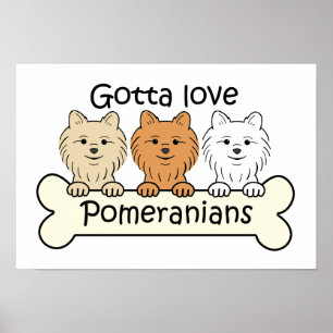 Póster Tres Pomeranianos