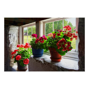 Póster Tres potes de geranios en Windowsill