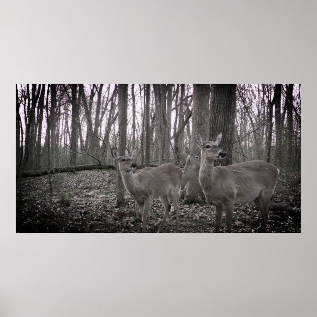 Póster Tres sí en la granja (Frente)