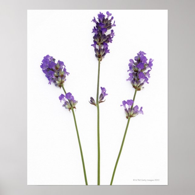Póster Tres tallos de flores de lavanda morada inglesas, (Frente)