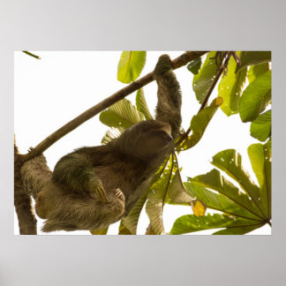 Póster Tres toed Sloth en Costa Rica
