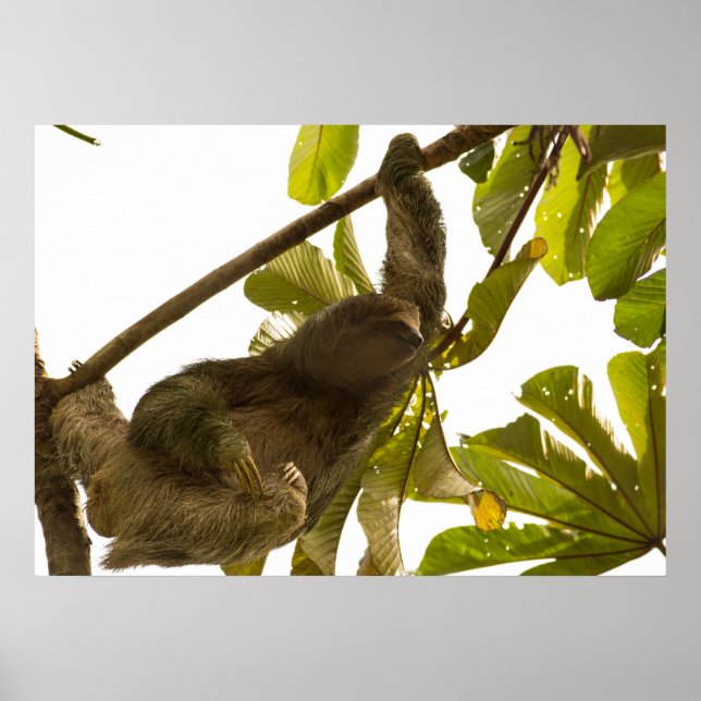 Póster Tres toed Sloth en Costa Rica (Frente)