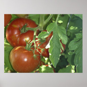 Póster Tres tomates