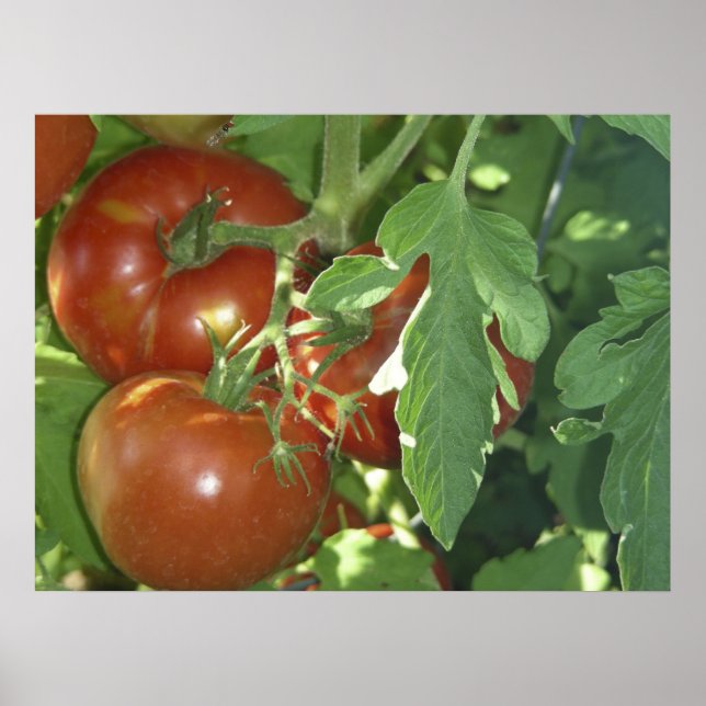 Póster Tres tomates (Frente)