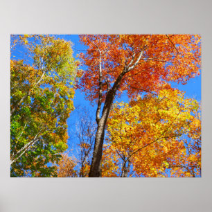 Póster Tres tonos de coloridos arces de otoño