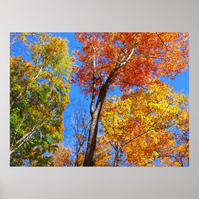 Póster Tres tonos de coloridos arces de otoño (Frente)
