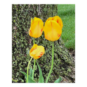 Póster Tres tulipanes amarillos /
