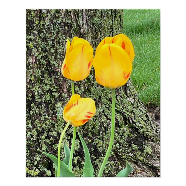 Póster Tres tulipanes amarillos / (Anverso)