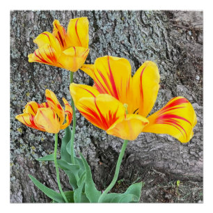 Póster Tres Tulipanes Amarillos Secuencia /