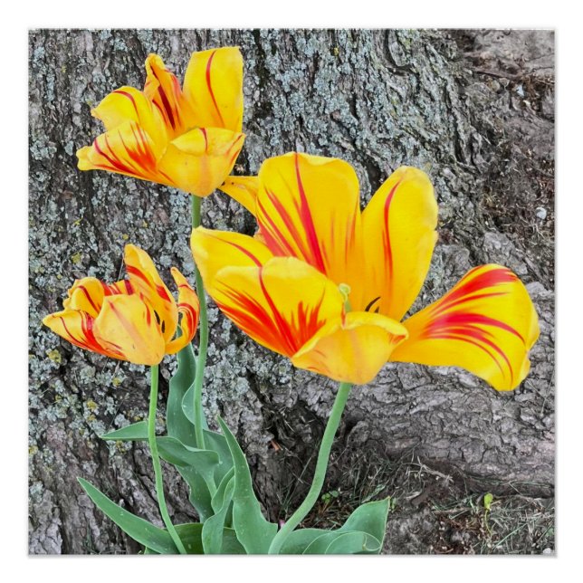 Póster Tres Tulipanes Amarillos Secuencia / (Anverso)