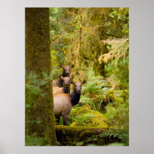 Póster Tres vacas de alce Roosevelt mirando la vista